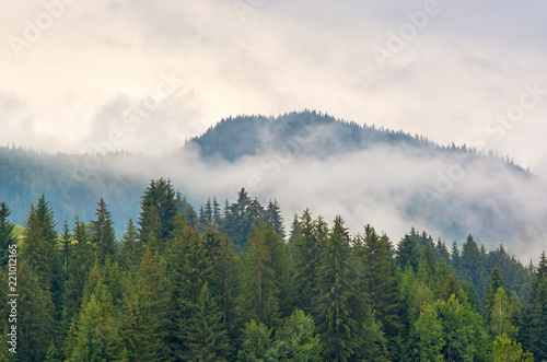 Fog in the forest of pine trees in the mountains. Carpathians Ukraine © balakleypb
