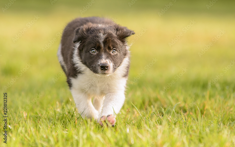Black and White Border Collie Puppy in Wet Grass Field Black and White Border Collie Puppy in Wet Grass Field