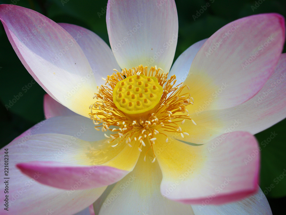 details of an indian lotus blossom with pollen (nelumbo nucifera) details of an indian lotus blossom with pollen (nelumbo nucifera)