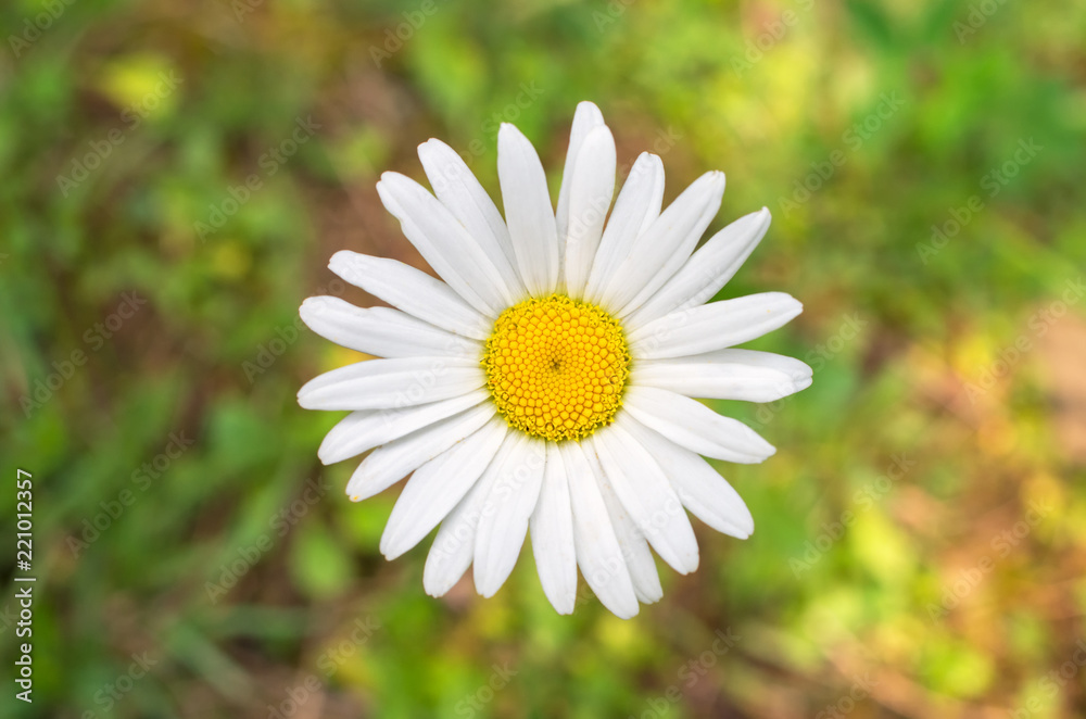 one chamomile flower close-up, shot from the top one chamomile flower close-up, shot from the top