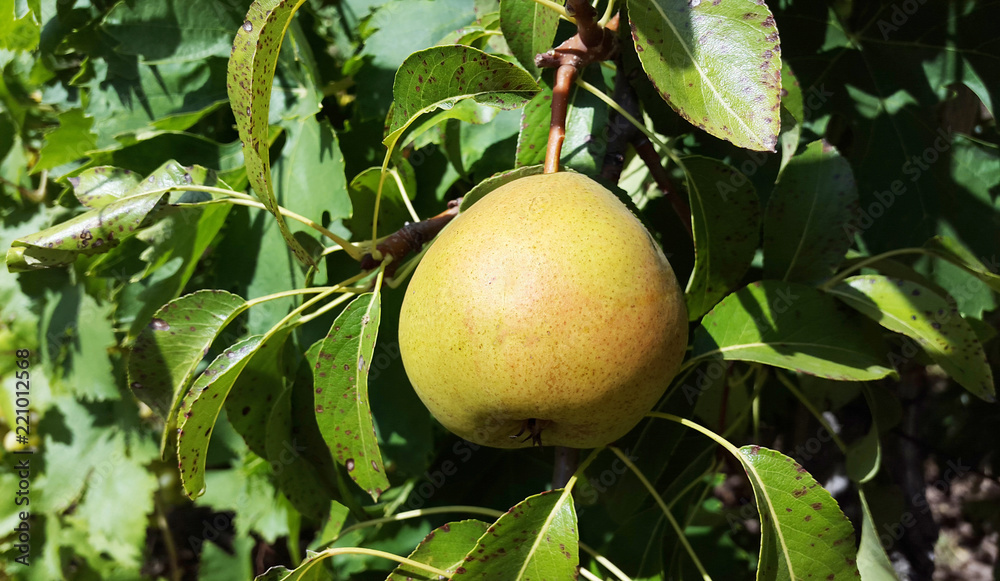 light orange pear and green leaves in garden light orange pear and green leaves in garden