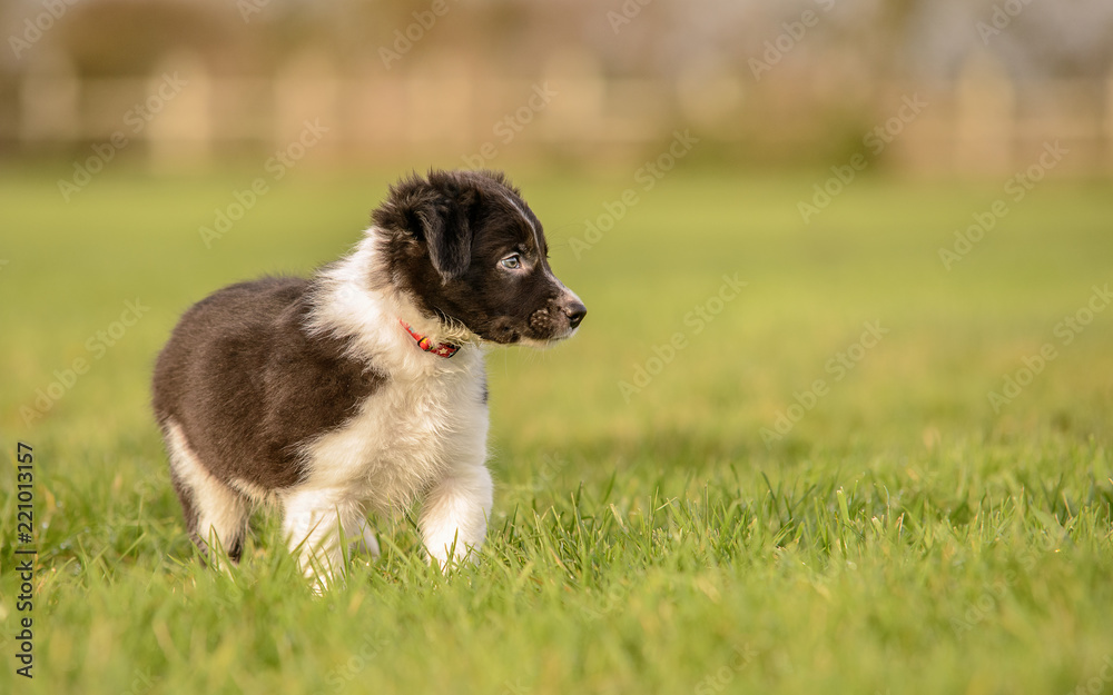 Black and White Border Collie Puppy in Wet Grass Field