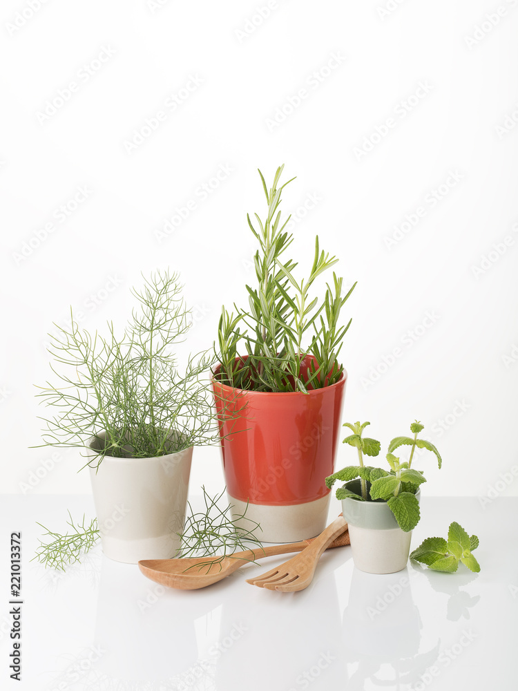 Aromatic herbs for cooking or decoration. White background