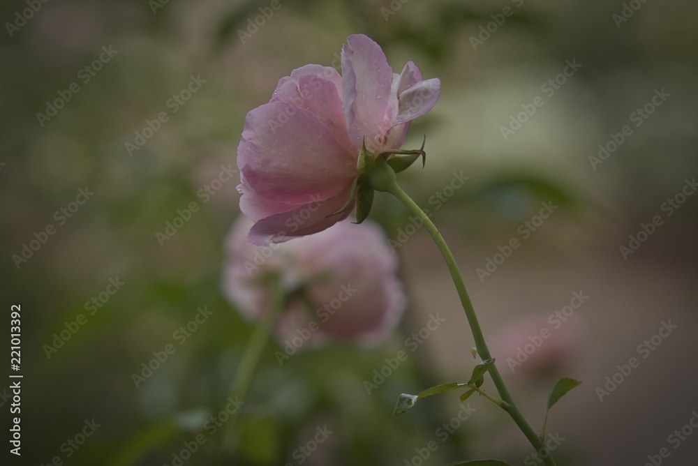 blooming pink rose blooming pink rose