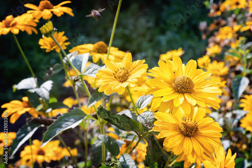 Arnica herb blossoms in autumn. photo
