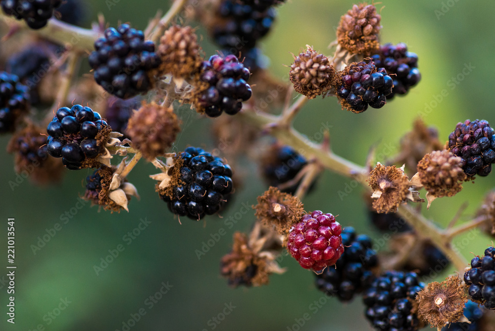 Rubus fruticosus Rubus fruticosus