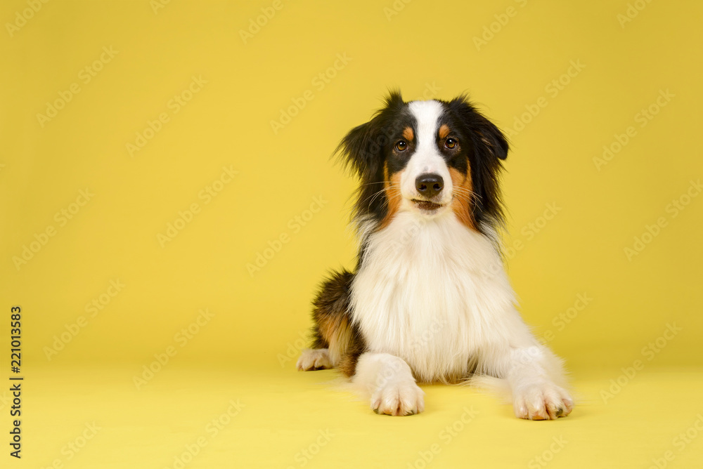 Happy Australian Shepherd Dog Portrait on Yellow Studio Background