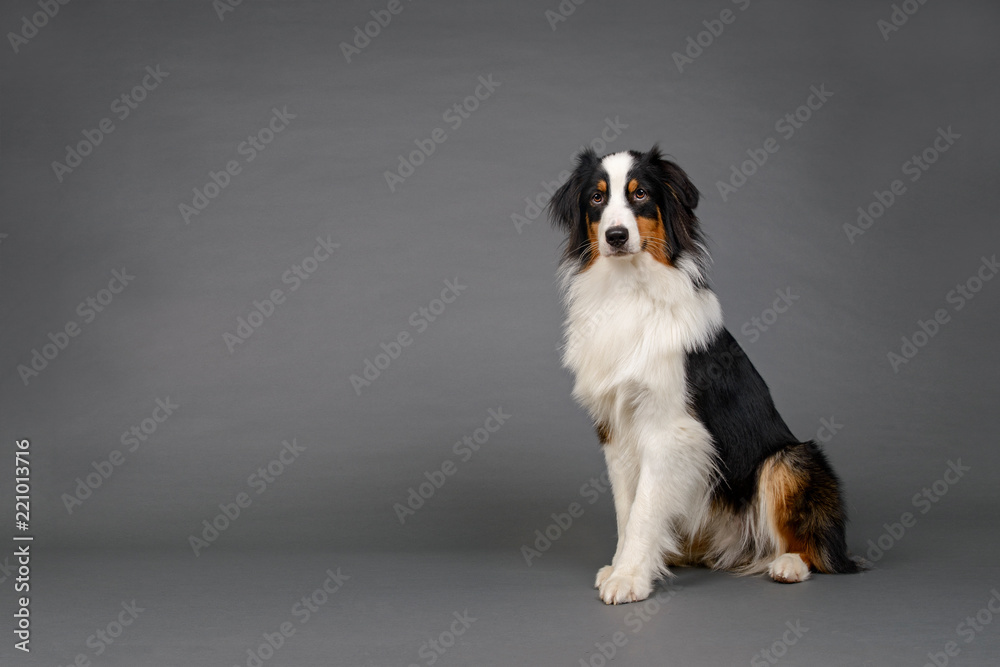 Australian Shepherd Dog in Studio on Grey Background Australian Shepherd Dog in Studio on Grey Background