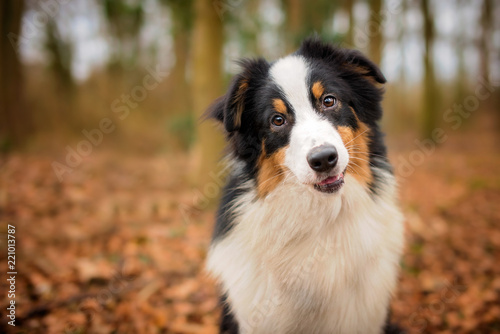 Fotografia Tri Colour Australian Shepherd Puppy Portrait in Woodland