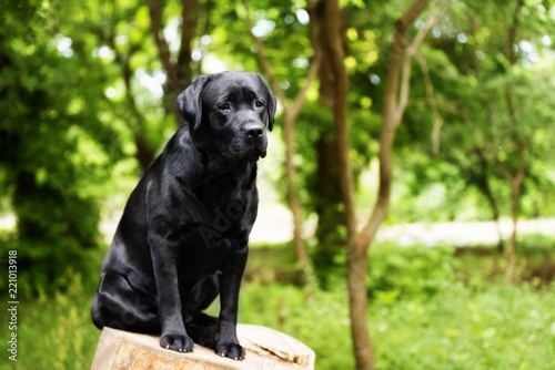 A sad black Labrador Retriever dog is sitting on a small stump in a park. He looks on camera. He looks melancholic. There are some trees and greenery in the background.