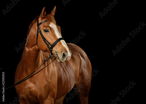 Low Key Horse Shot in Studio on Black Background photo