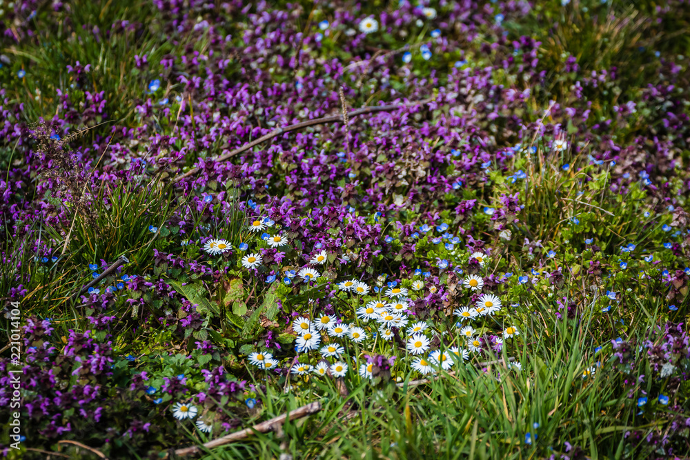 Gänseblumen umgeben von andern schönen Blumen Gänseblumen umgeben von andern schönen Blumen