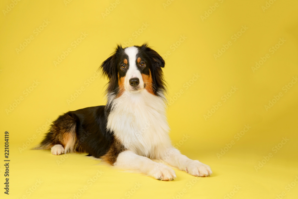 Happy Australian Shepherd Dog Portrait on Yellow Studio Background Happy Australian Shepherd Dog Portrait on Yellow Studio Background