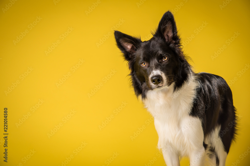 Happy Black and White Border Collie Dog Portrait on Yellow Studio Background