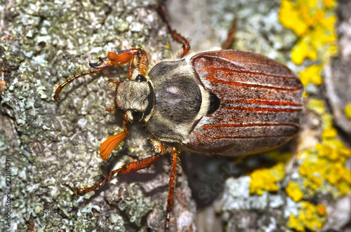 may-bug on a tree bark