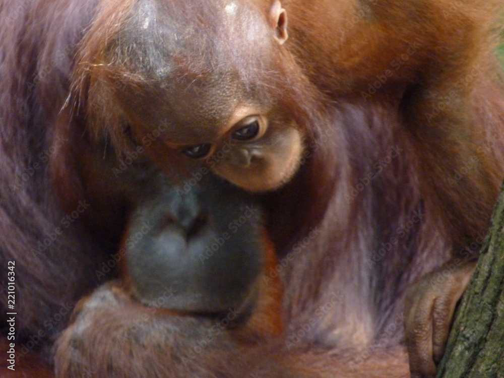 Mother and baby Orangutan share a moment together