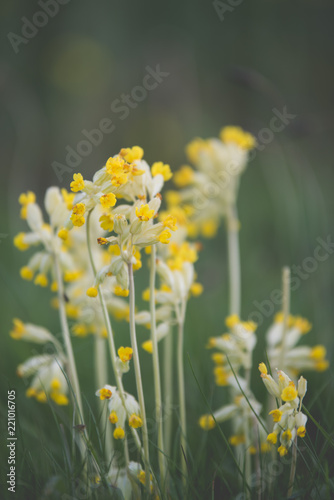 Fototapeta Naklejka Na Ścianę i Meble -  field of yellow flowers