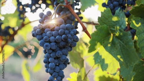 Ripe blue grapes in the vineyard, dolly shot