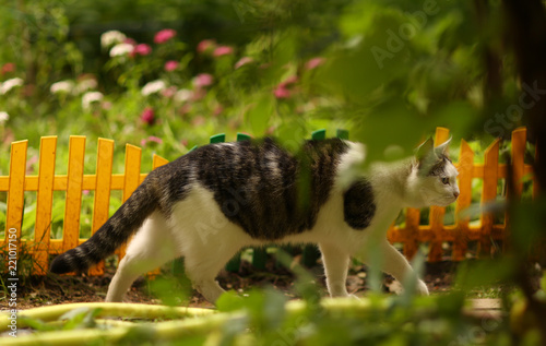 tom male cat outdoor summer photo photo