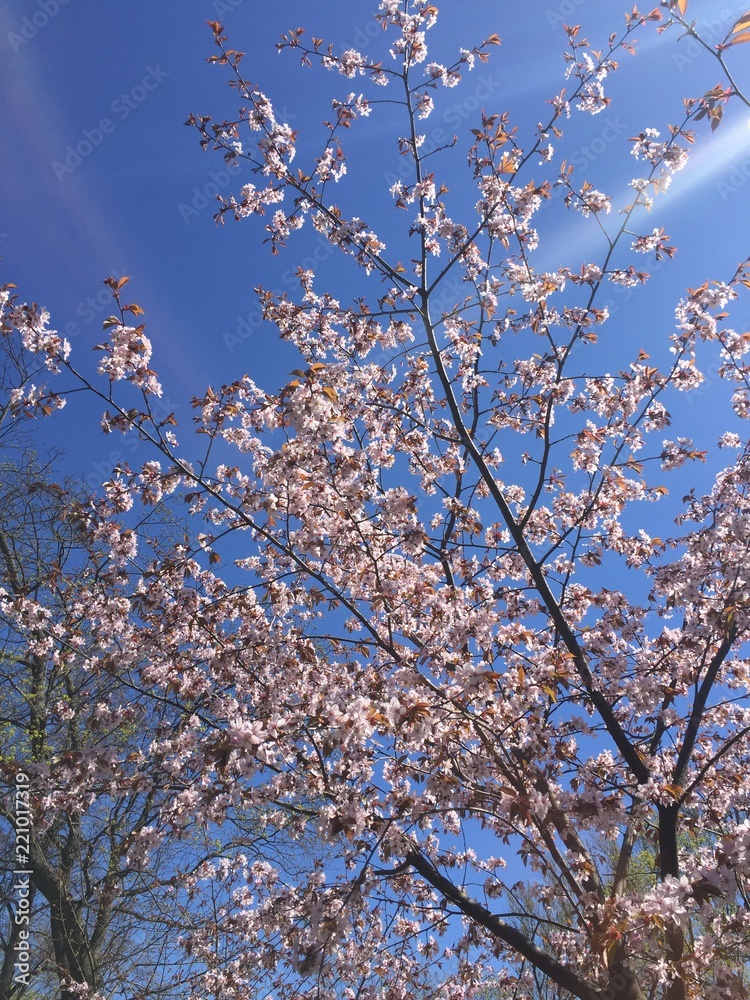 japanese cherry