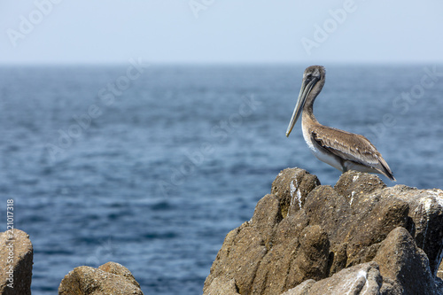 A pelican sitting on a rock in the ocean