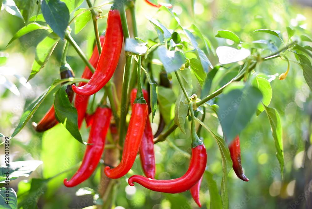 Chili pepper red growing on plant, outdoor. Chili pepper red growing on plant, outdoor.