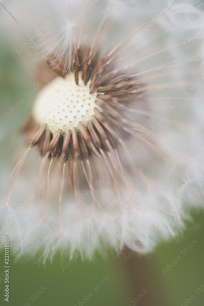 Fototapeta premium Dandelion