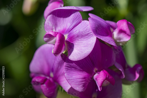 Closeup from a pink vetch  Genus Vicia  in a garden.