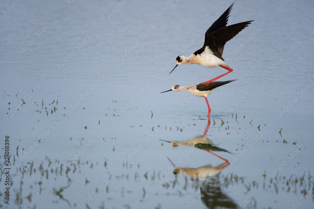 Obraz premium two mating stilts reflecting in the lake - Burgenland Austria