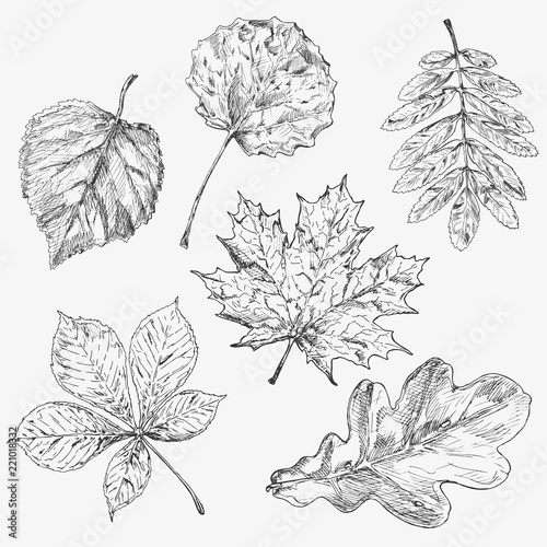 ПечатьSet of tree leaves. Hand drawn autumn elements.Maple . Leaf and samara. Description: Each drawing comprise of one color