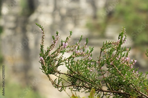 Detail of the heather
