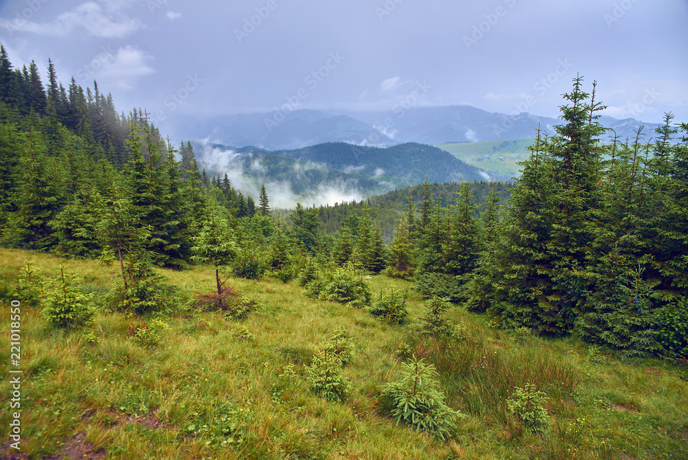 green mountain forest, Carpathian Mountains