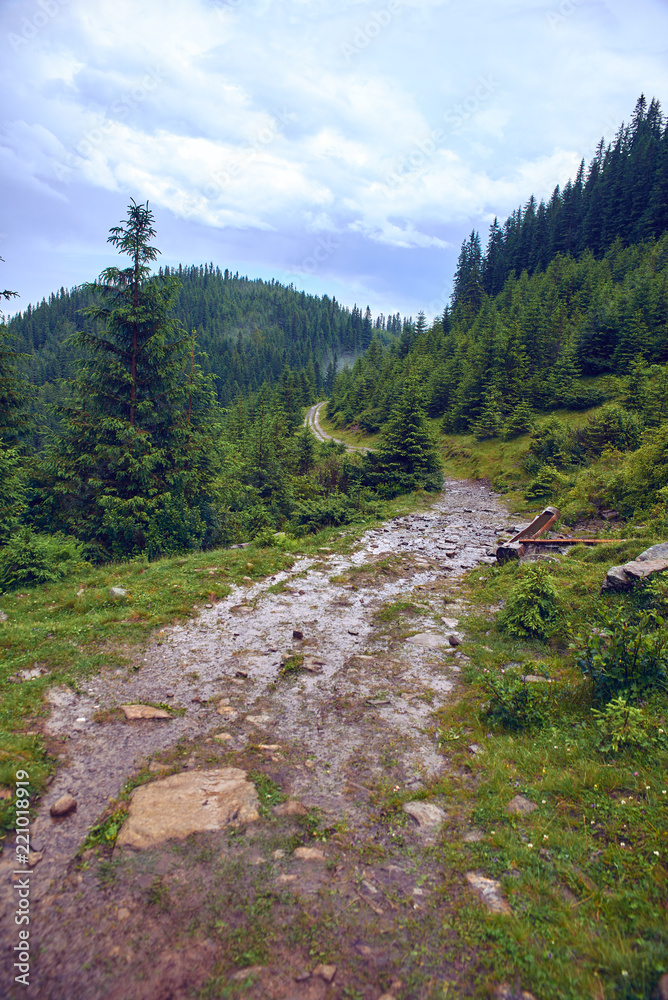Obraz premium road in the Carpathian mountains