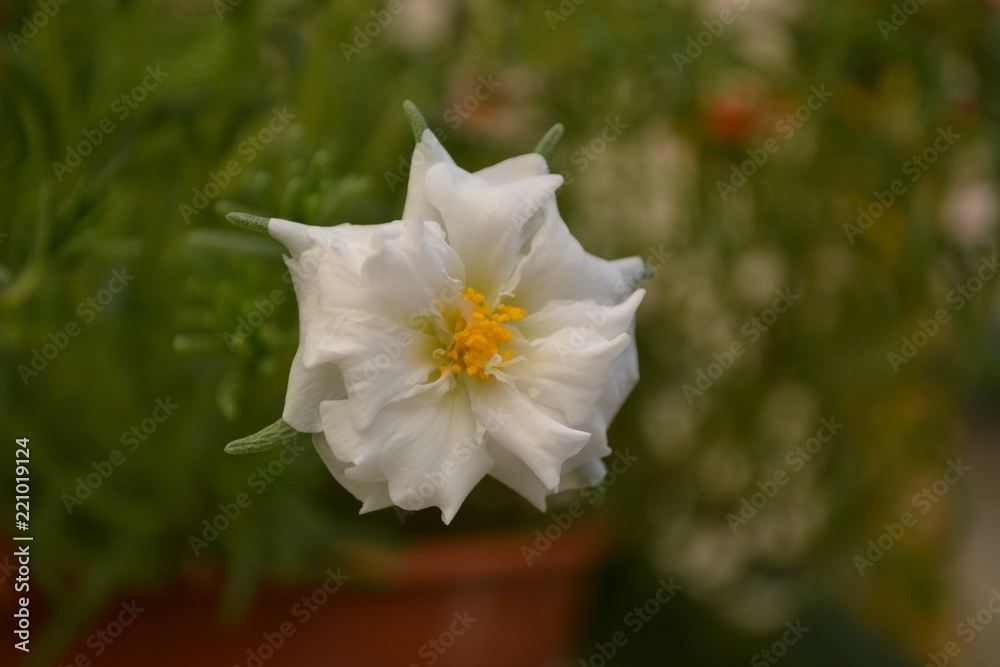 Fototapeta premium little white flower