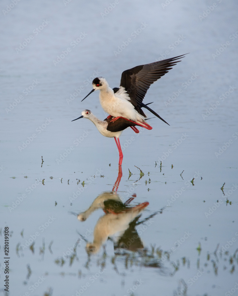 Obraz premium two mating stilts reflecting in the lake - Burgenland Austria