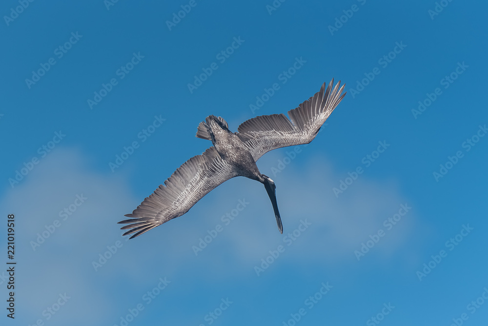 Obraz premium Brown pelican, bird flying 