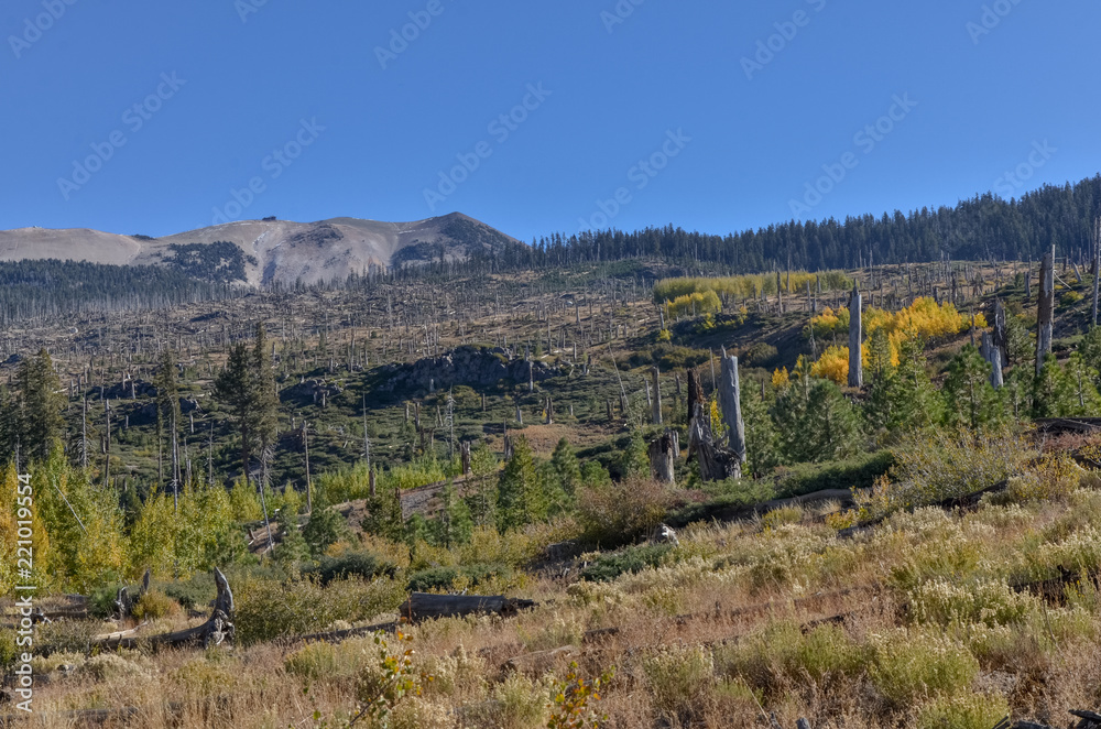 Fototapeta premium rehabilitated site of Rainbow wildfire slopes of Mammoth mountain Ansel Adams Wilderness, Madera county, California