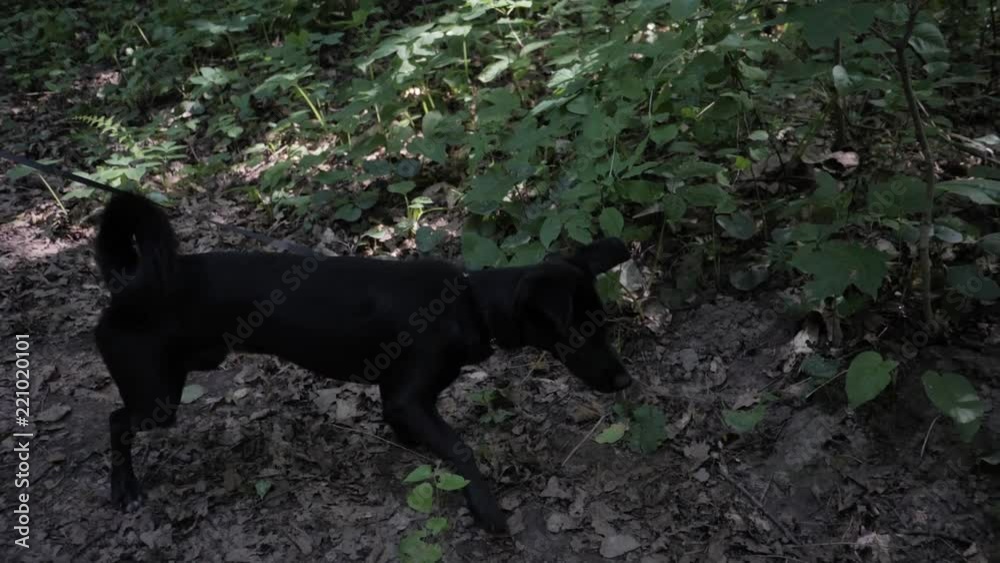 Dog walker with dogs enjoying in park. professional servise training in forest and city streets, Dog walker with dogs enjoying in park. professional servise training in forest and city streets,