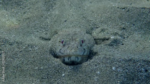 Front portrait of a Slender Lizardfish (Saurida gracilis) hid in the sand, Red sea, Marsa Alam, Marsa Mubarak, Egypt (Underwater shot)
 photo