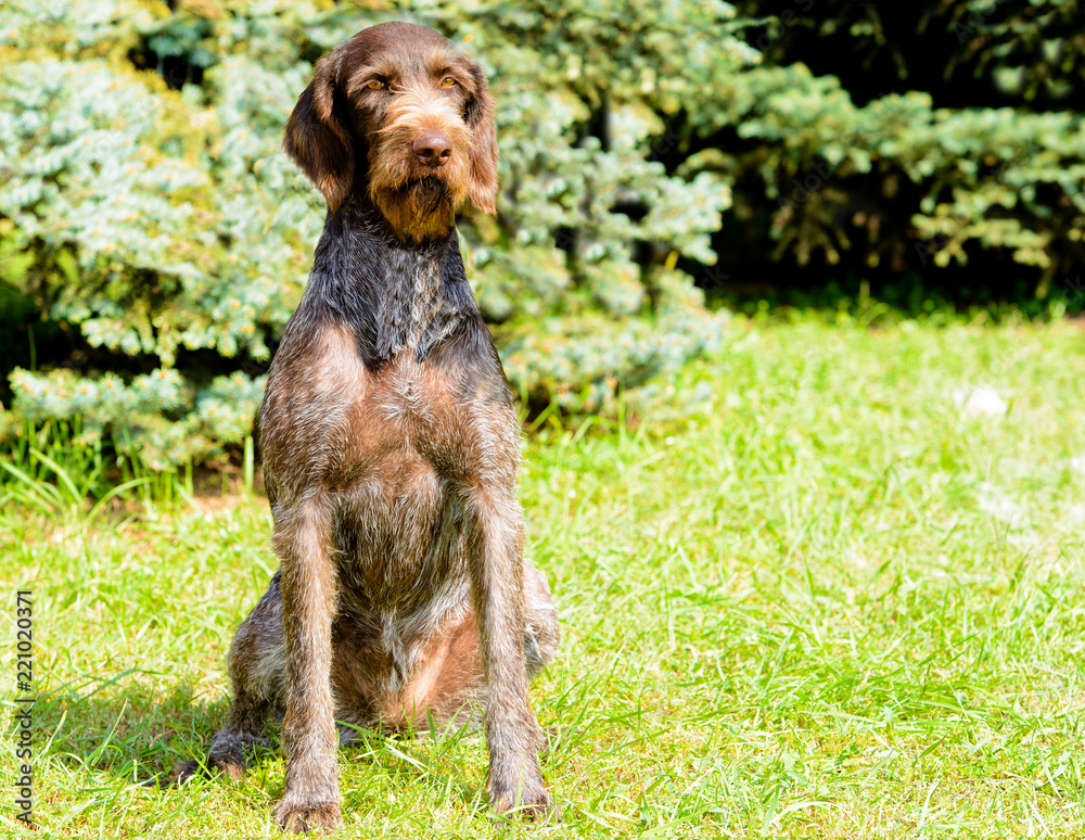 German Wirehaired Pointer in full face. The Drahthaar seats on the green grass. German Wirehaired Pointer in full face. The Drahthaar seats on the green grass.