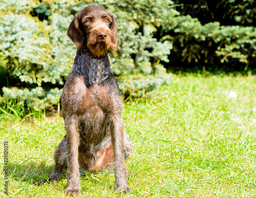 German Wirehaired Pointer in full face. The Drahthaar seats on the green grass.