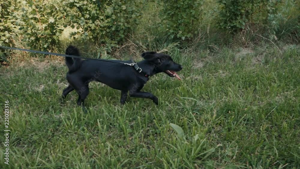 Dog walker with dogs enjoying in park. professional servise training in forest and city streets, Dog walker with dogs enjoying in park. professional servise training in forest and city streets,