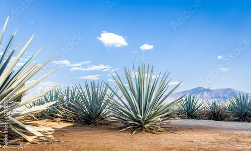 Obraz na plátně Tequila agave  lanscape
