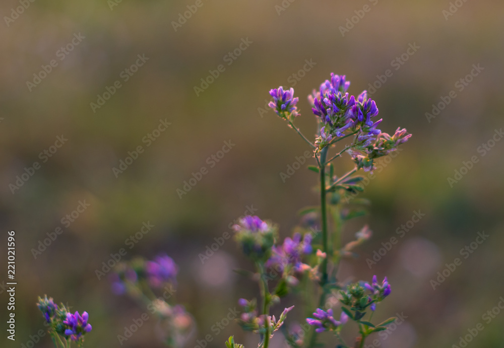 drobny polny kwiat niebieski - obrazy, fototapety, plakaty 