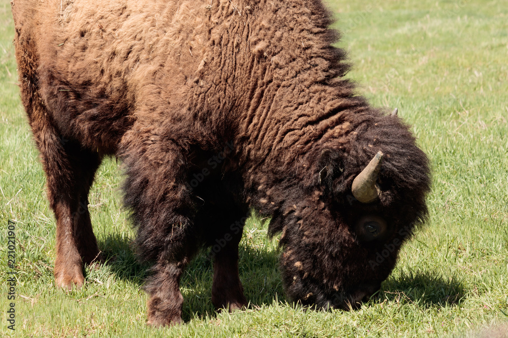 American buffalo, bison grazing in a field American buffalo, bison grazing in a field