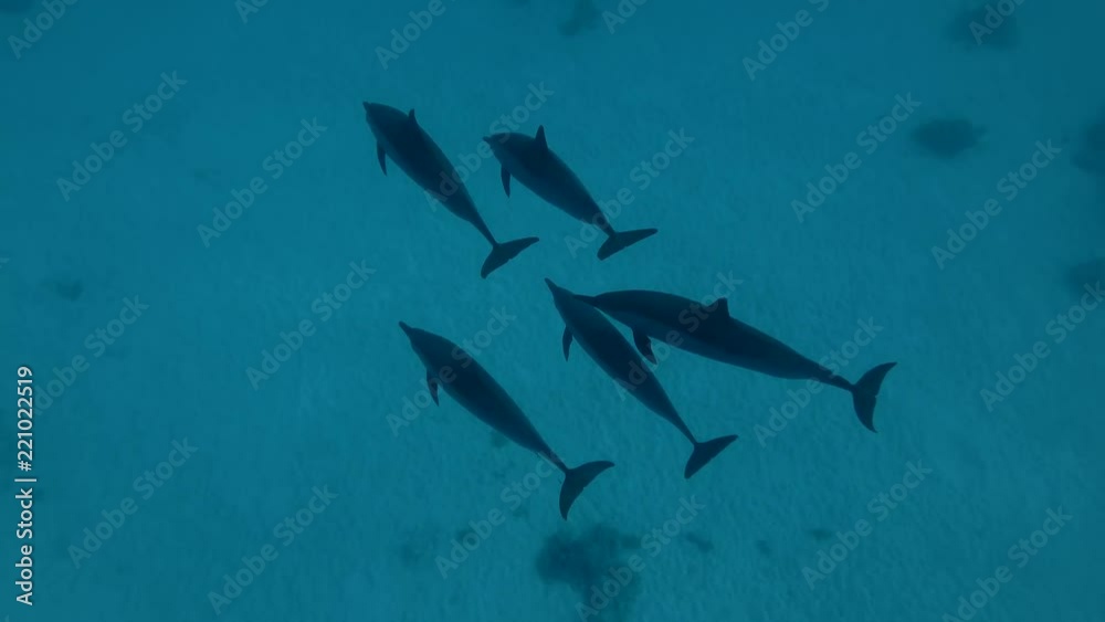 Group of Dolphins swims over the sandy bottom (Spinner Dolphin, Stenella longirostris) High-angle shot, Close-up, Underwater shot, 4K / 60fps
Group of Dolphins swims over the sandy bottom (Spinner Dolphin, Stenella longirostris) High-angle shot, Close-up, Underwater shot, 4K / 60fps