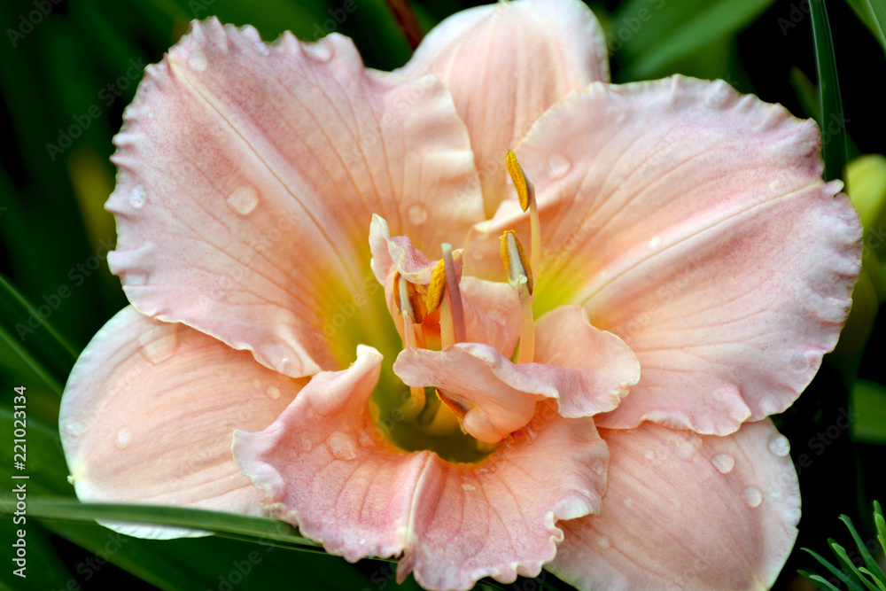 Pink fancy lily