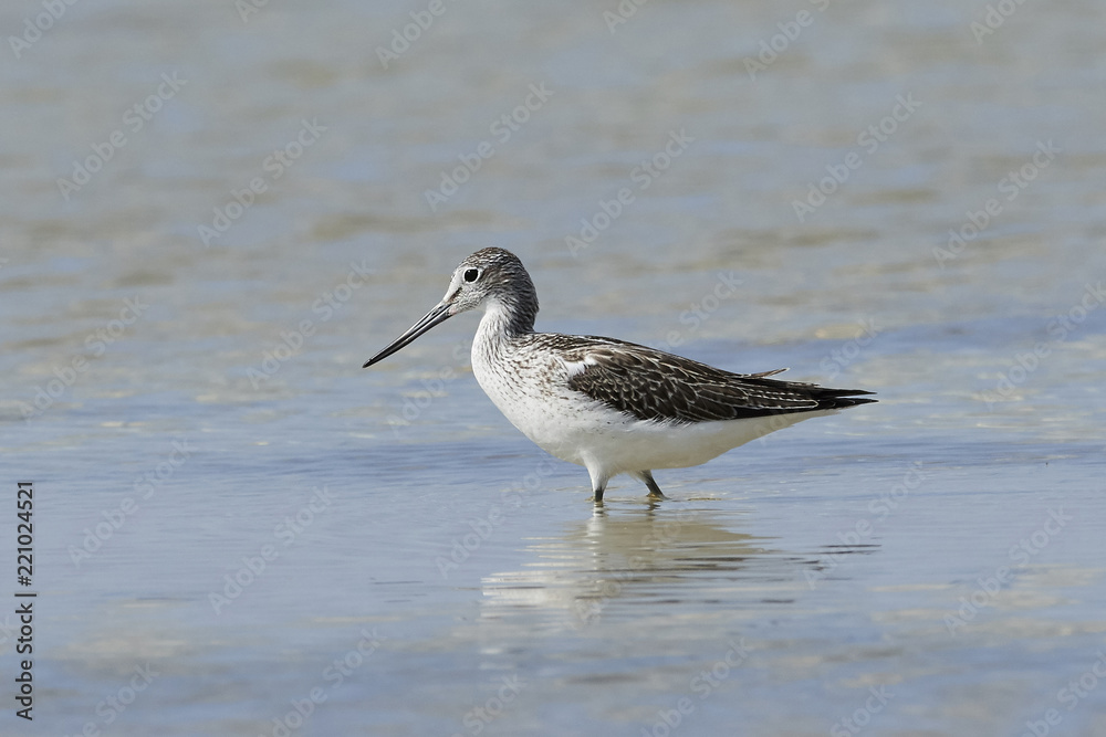 Common greenshank (Tringa nebularia) Common greenshank (Tringa nebularia)