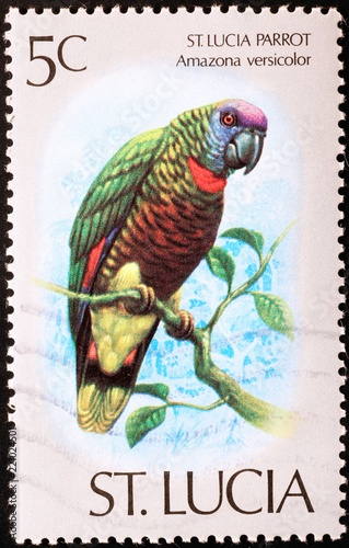 Saint Lucia parrot on postage stamp photo