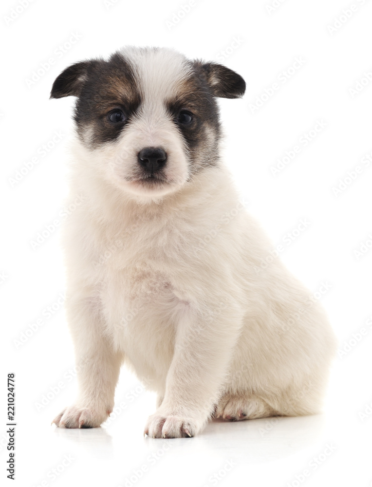 White nice puppy. White nice puppy.